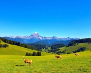 Wildgehege in Tirol: Tiere in freier Natur