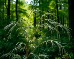 Ist die Ölweide ein Baum oder ein Strauch?