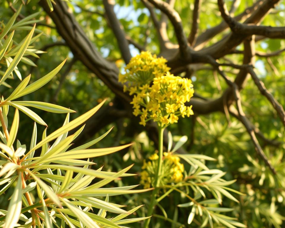 Ölweide botanisch