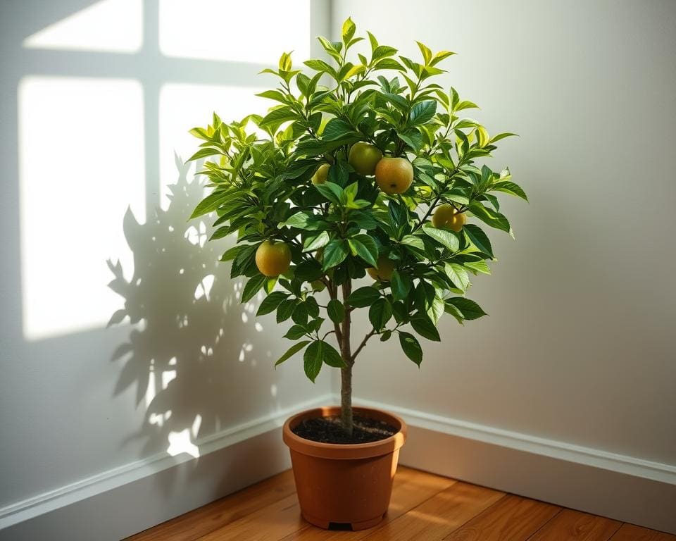 Platzbedarf für Apfelbaum im Kübel