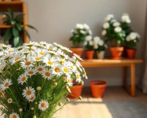 Wie überwintert man Margeriten im Topf?