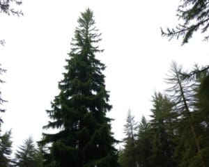 Wie viel Platz braucht ein Nadelbaum?